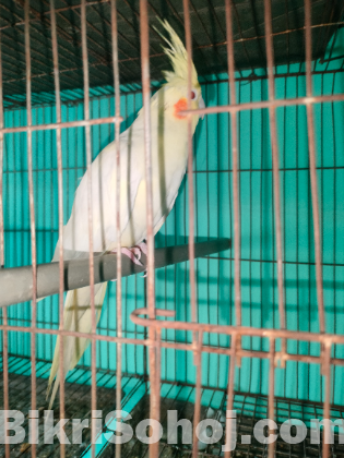 লুটিনো রেড আই ককাটেল পাখি